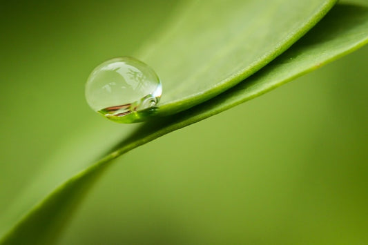A water drop at the tip of a green leaf symbolizing the inner peace for the article "7 Absolutely Useful Ways to Achieve Inner Peace" by ArisaTeam.